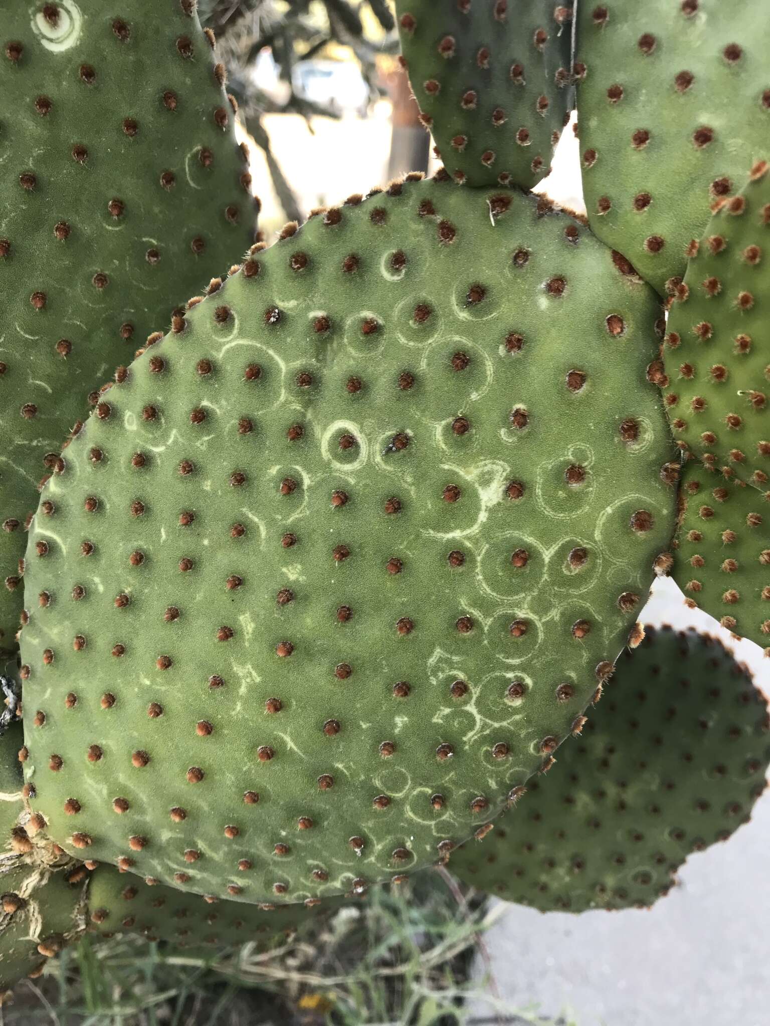 Слика од Opuntia chlorotic ringspot virus