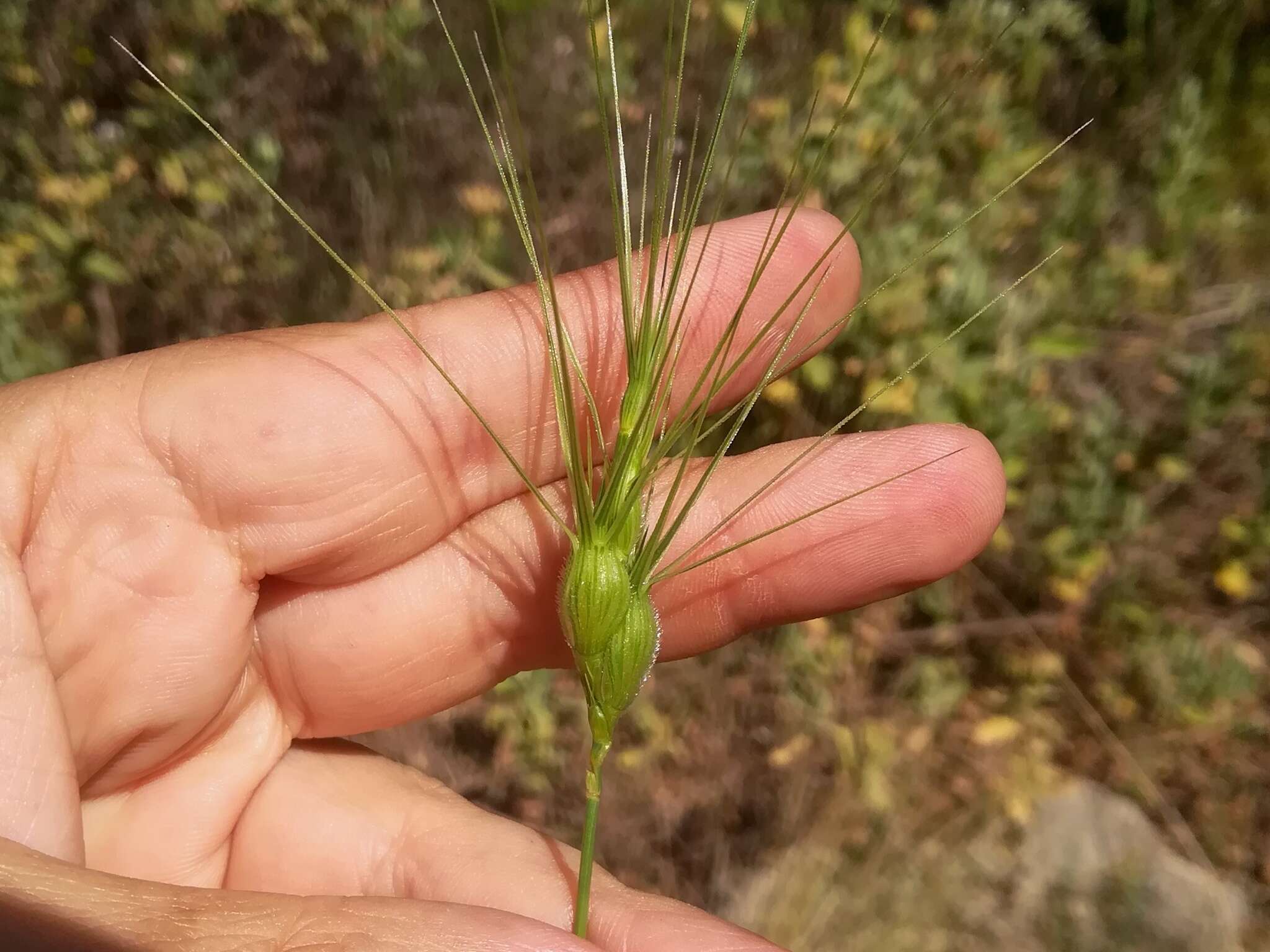 Image of three-awned goatgrass