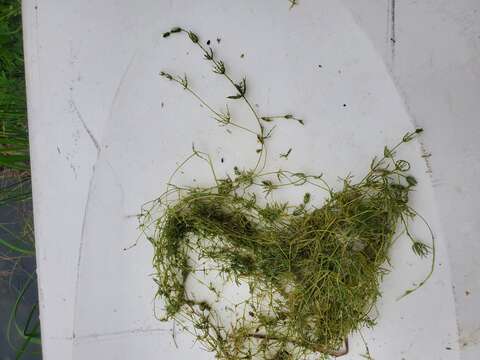 Image of Opposite Stonewort