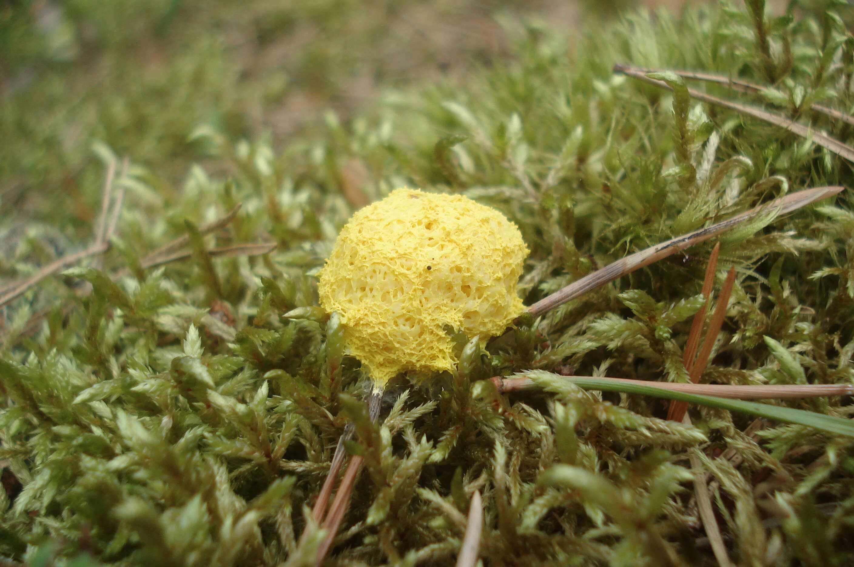 Image of Dog vomit slime mold