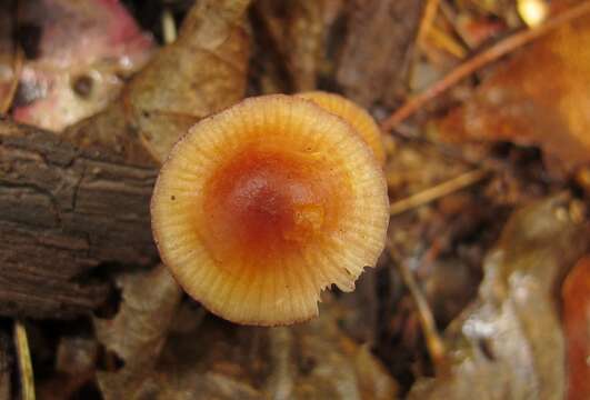 Image of Mycena atkinsoniana A. H. Sm. 1947