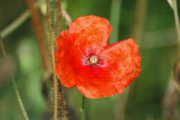 Image of Long-headed Poppy