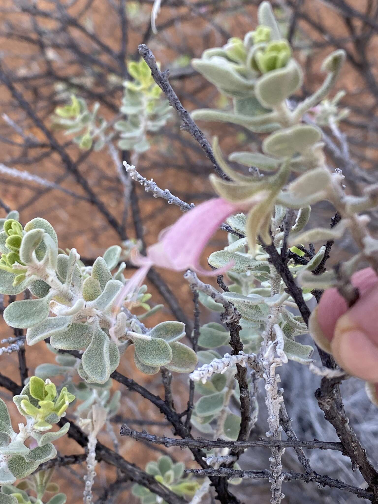 Image of Eremophila forrestii F. Muell.