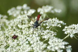 Image de Cylindromyia bicolor (Olivier 1811)