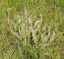 Слика од Helichrysum acutatum DC.