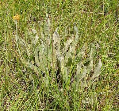 Image of Helichrysum acutatum DC.