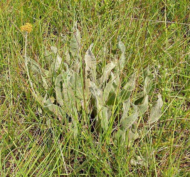 Слика од Helichrysum acutatum DC.