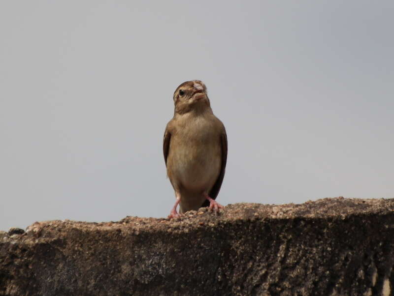 Imagem de Quelea erythrops (Hartlaub 1848)