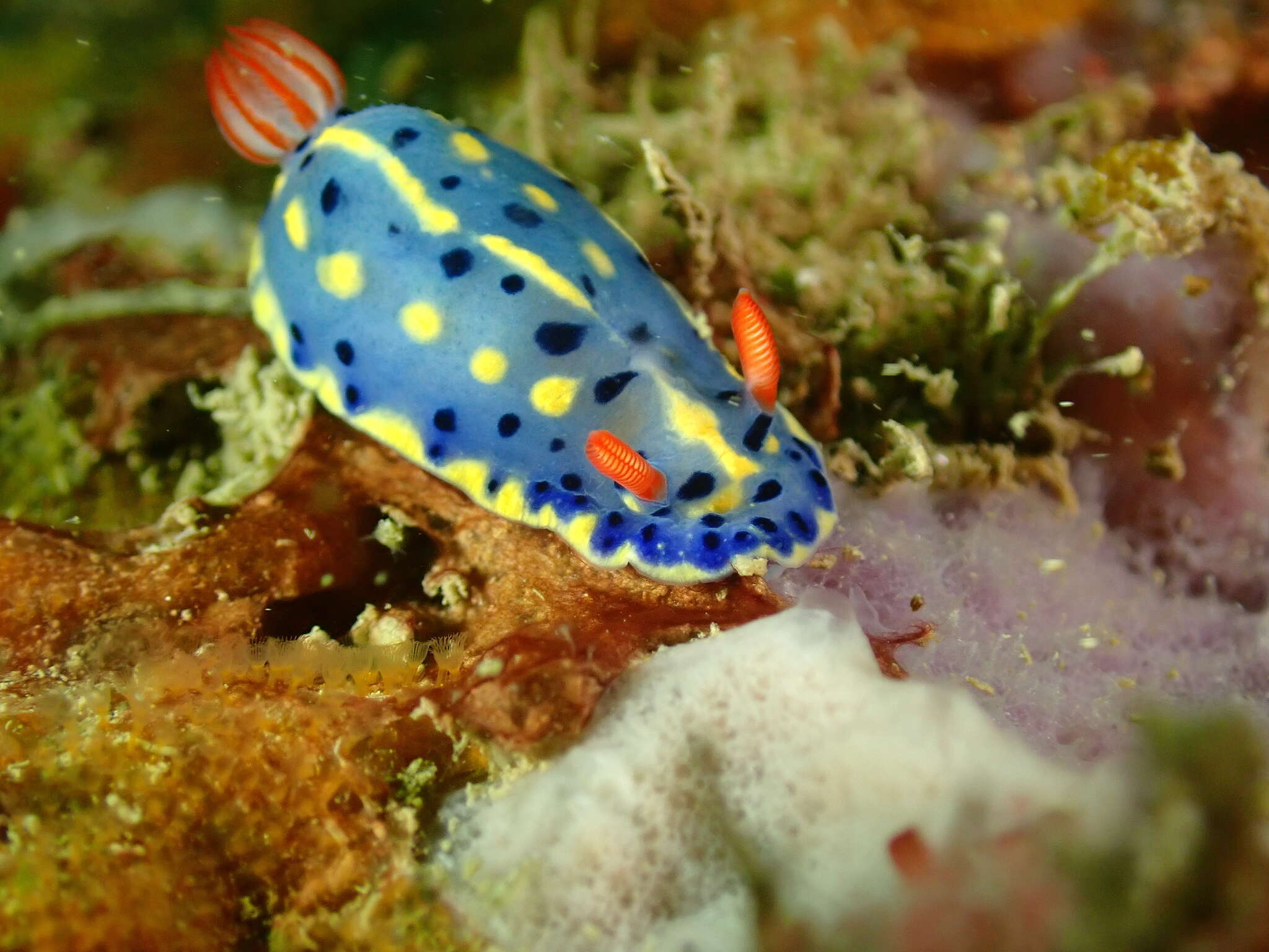 Image de Hypselodoris festiva (A. Adams 1861)