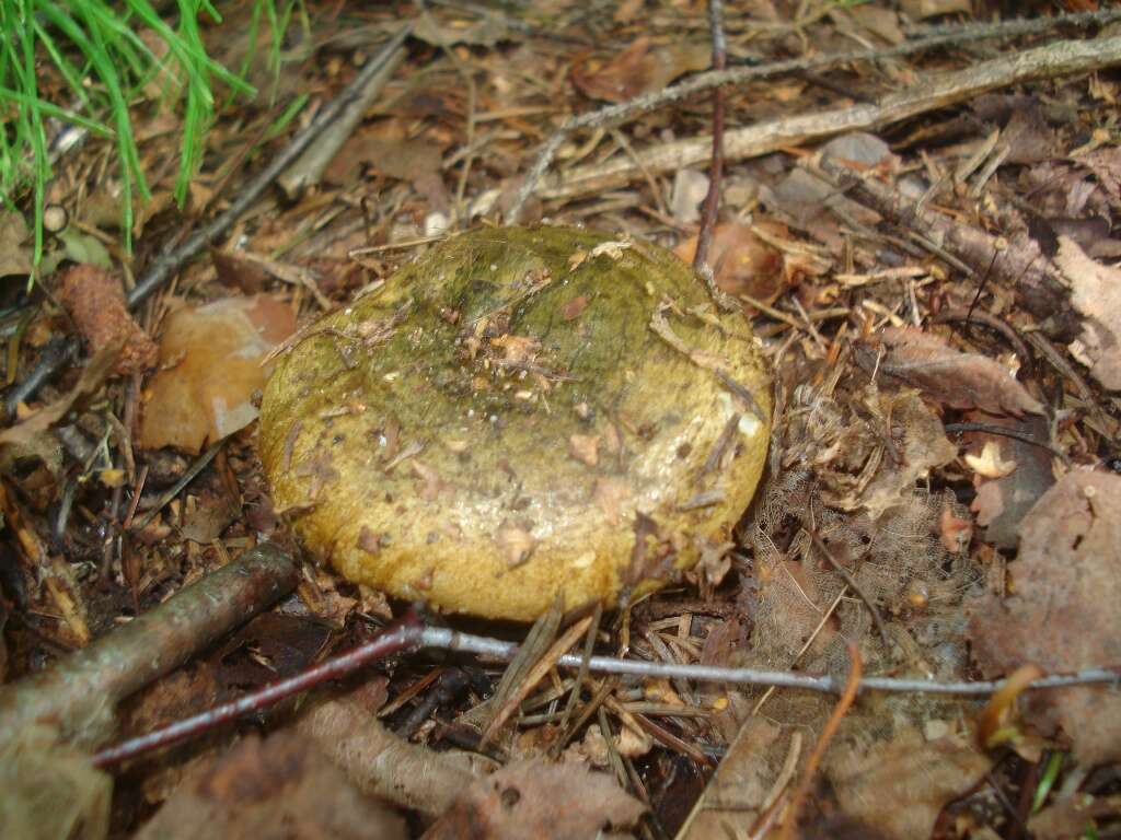 Image of Ugly Milk-cap