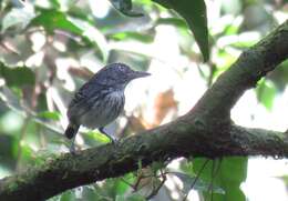 Image of Spot-crowned Antvireo