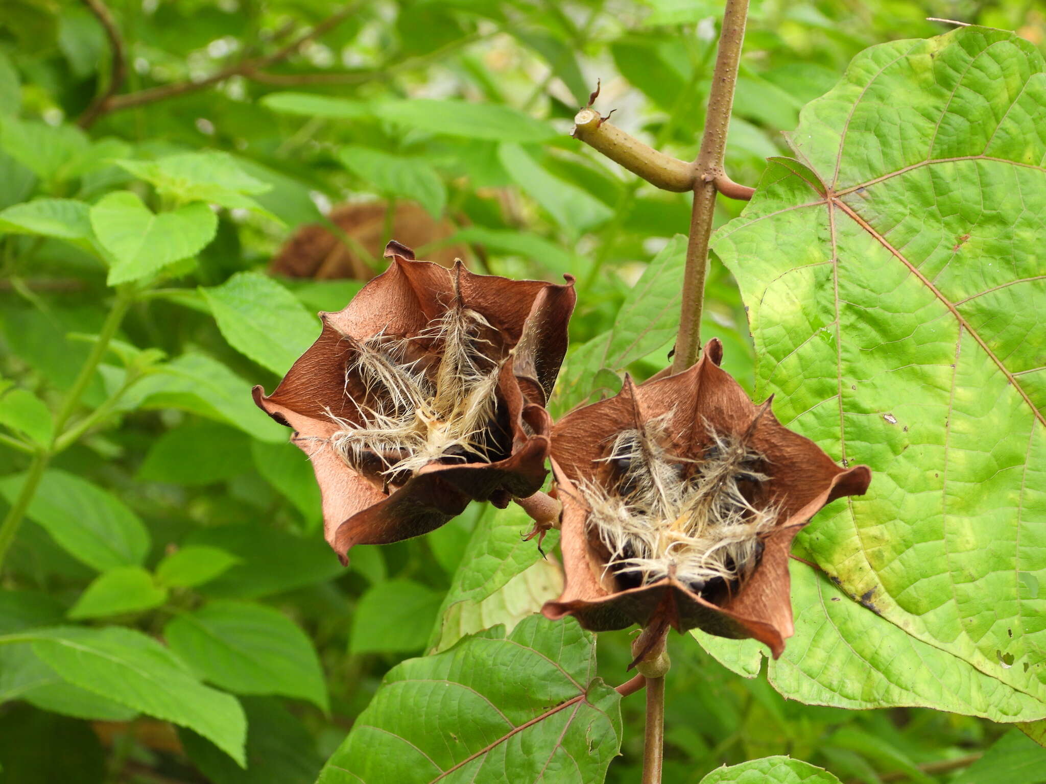 Image of Abroma augustum (L.) L. fil.