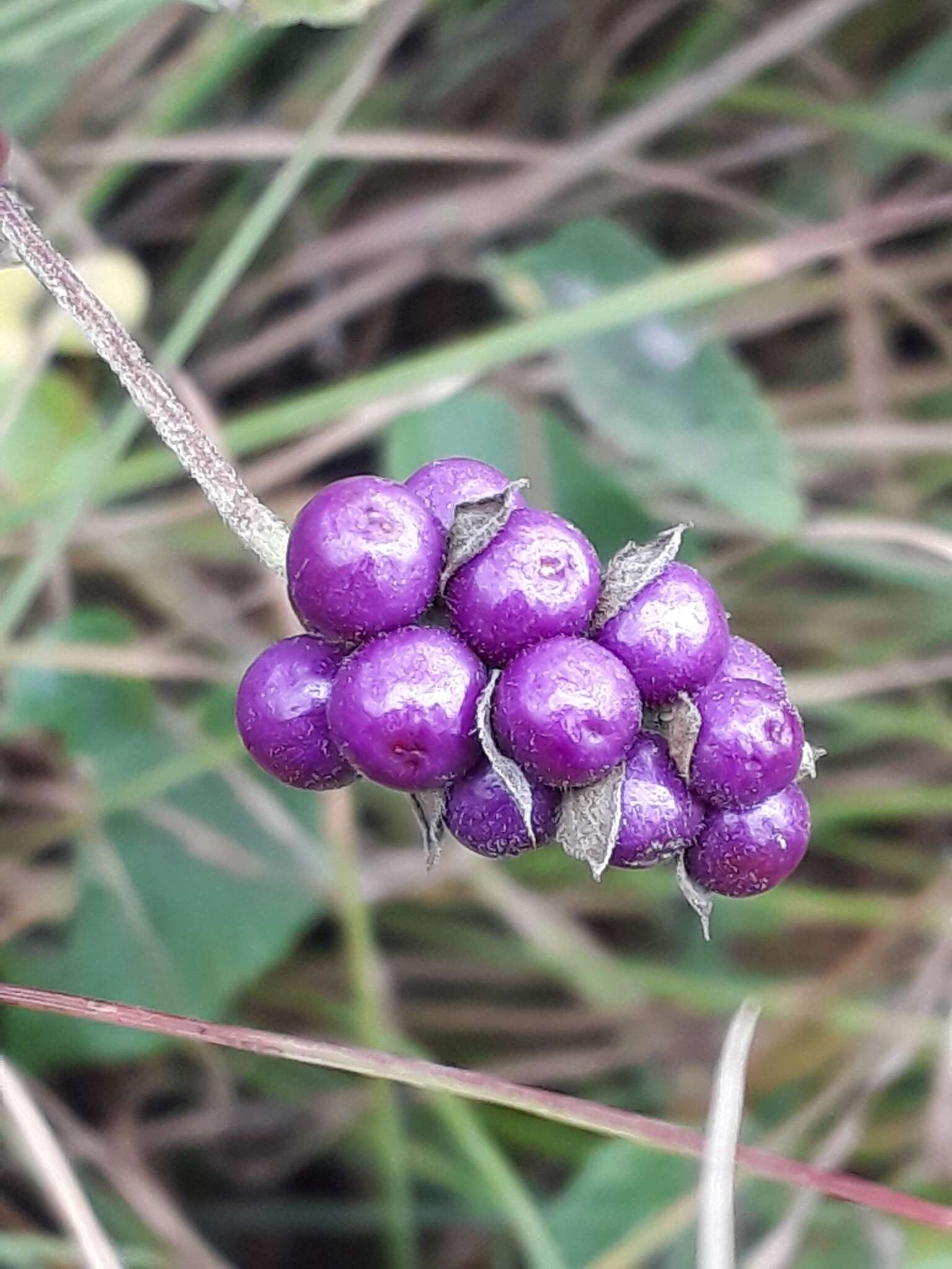 Image de Lantana rugosa Thunb.