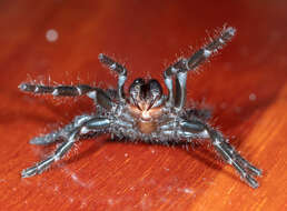 Image of Sutherland's Funnelweb Spider