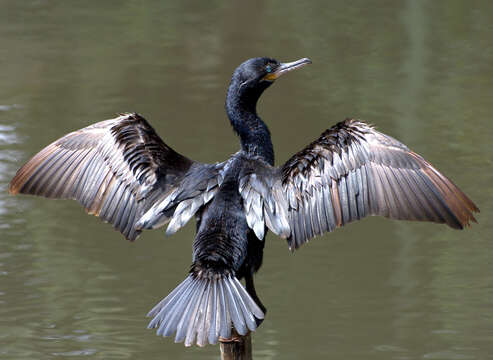 Image of Neotropic Cormorant