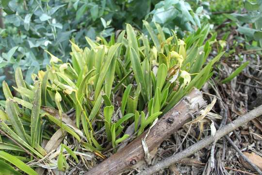 Image of Masdevallia coriacea Lindl.