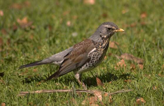 Image of Fieldfare