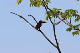 Image of Fiery-billed Aracari