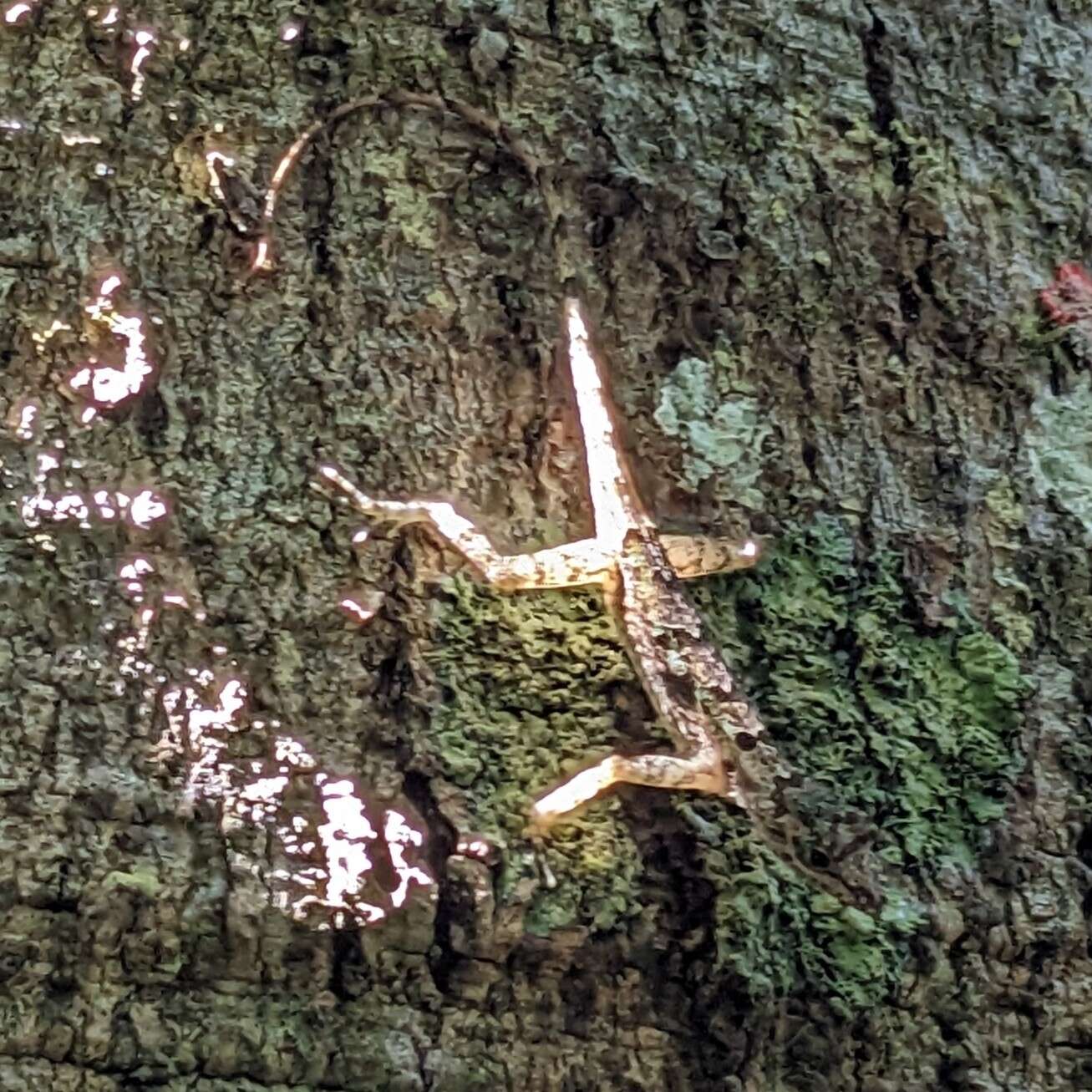 Image of King Christophe Anole