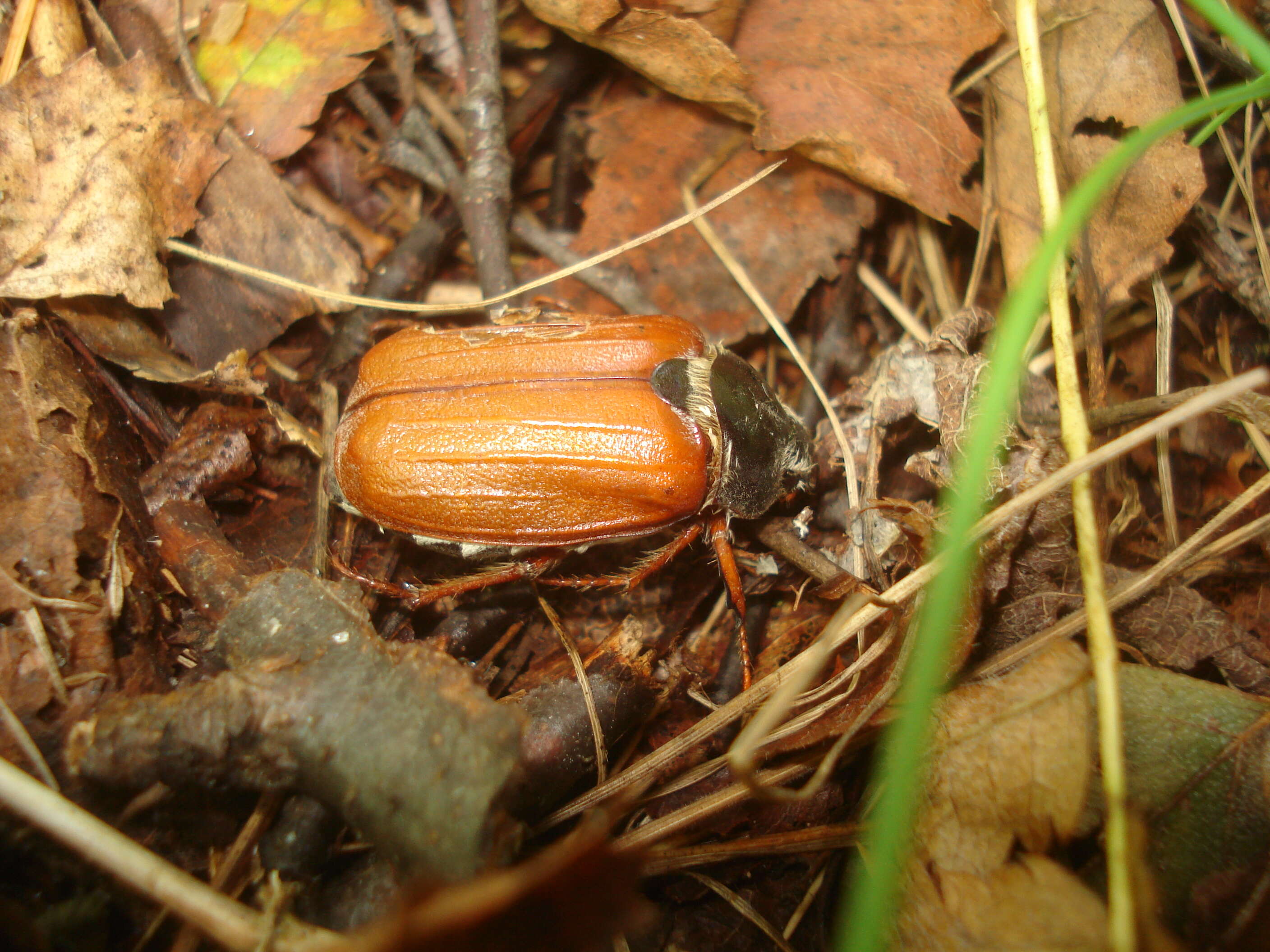 Image of Common cockchafer