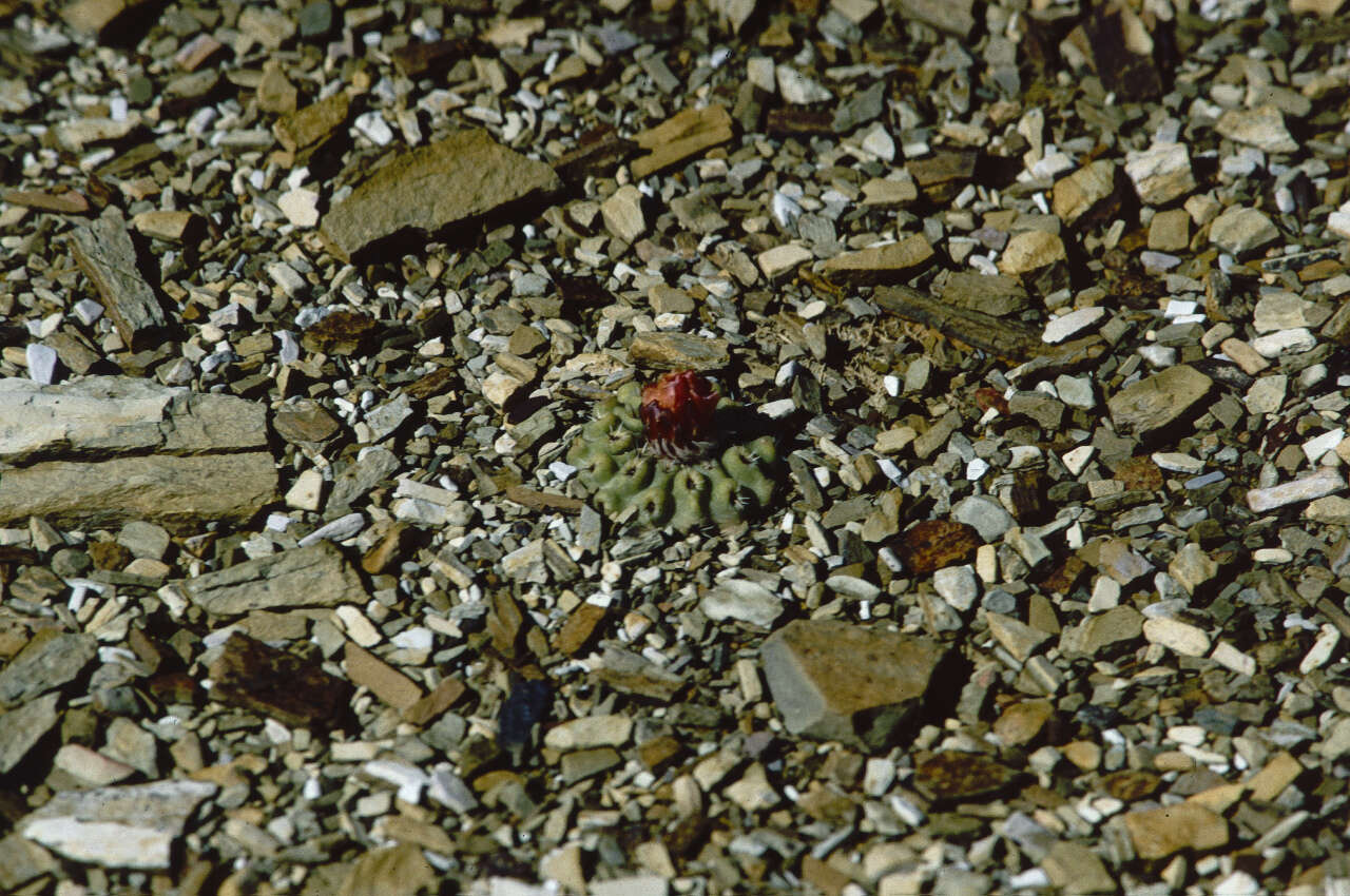 Plancia ëd Parodia subterranea F. Ritter