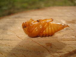 Image of Common cockchafer