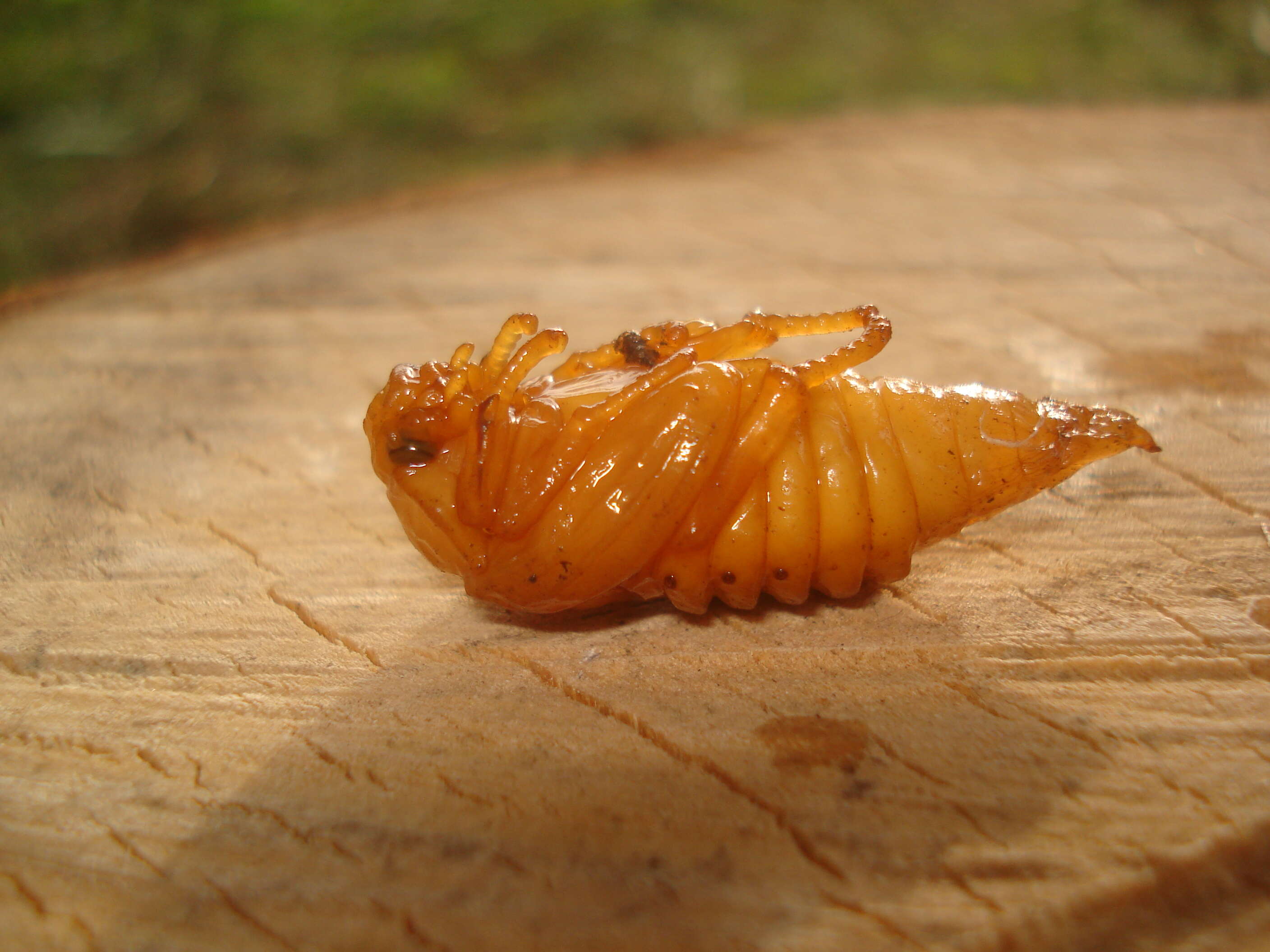 Image of Common cockchafer