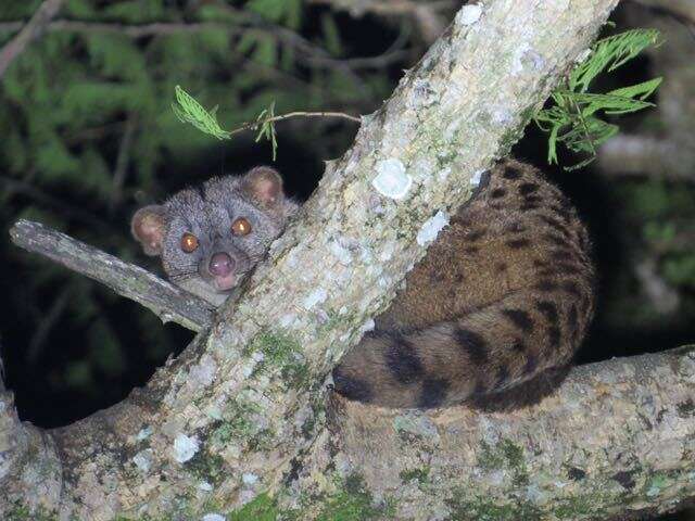 Image of African palm civets