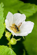 Image of Sericomyia chrysotoxoides Macquart 1842