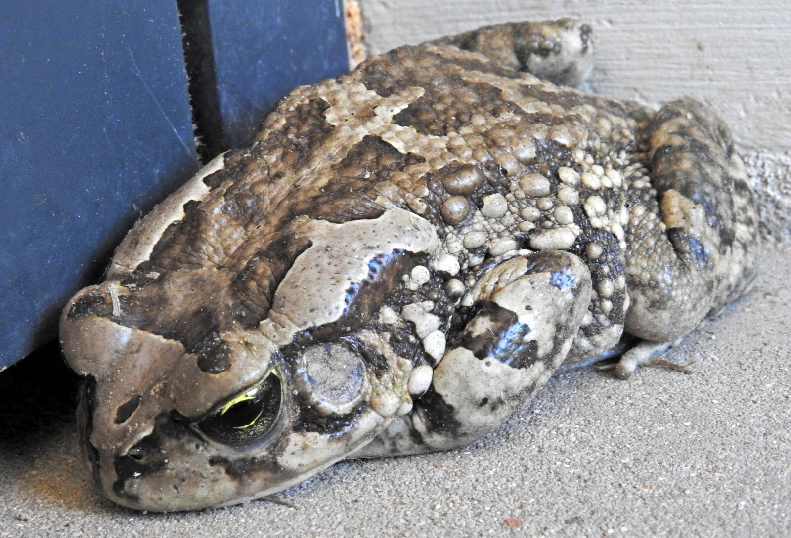 صورة Sclerophrys capensis Tschudi 1838