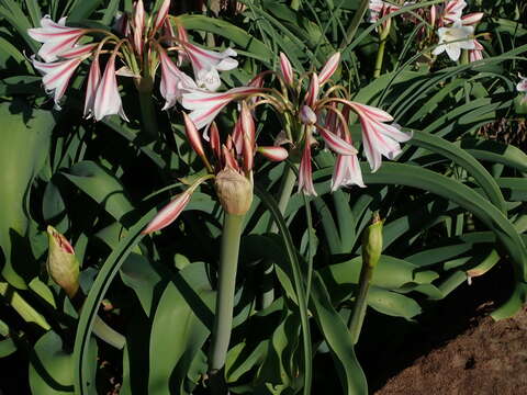 Imagem de Crinum bulbispermum (Burm. fil.) Milne-Redh. & Schweick.