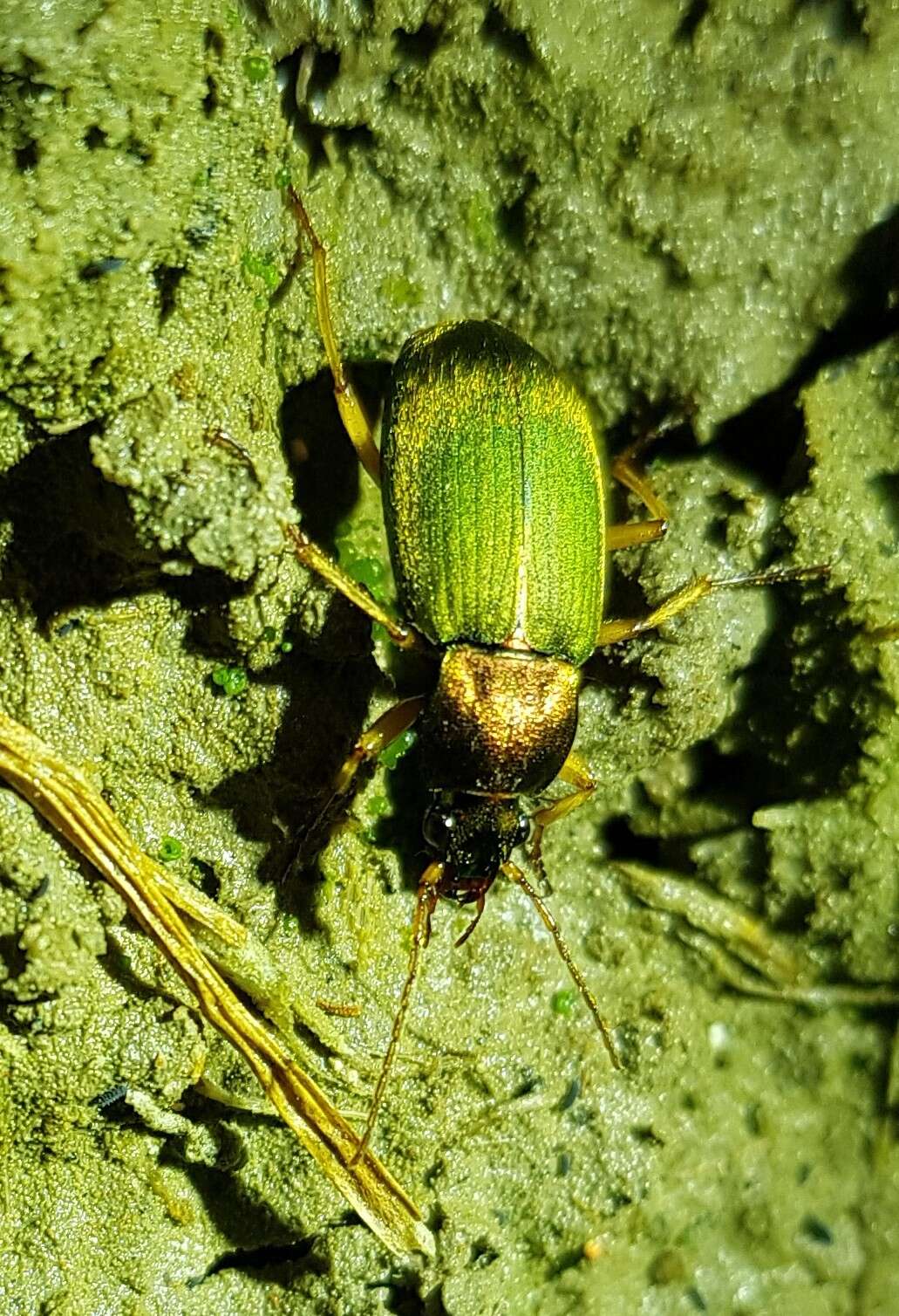 Image of Chlaenius (Chlaenius) pallipes (Gebler 1823)