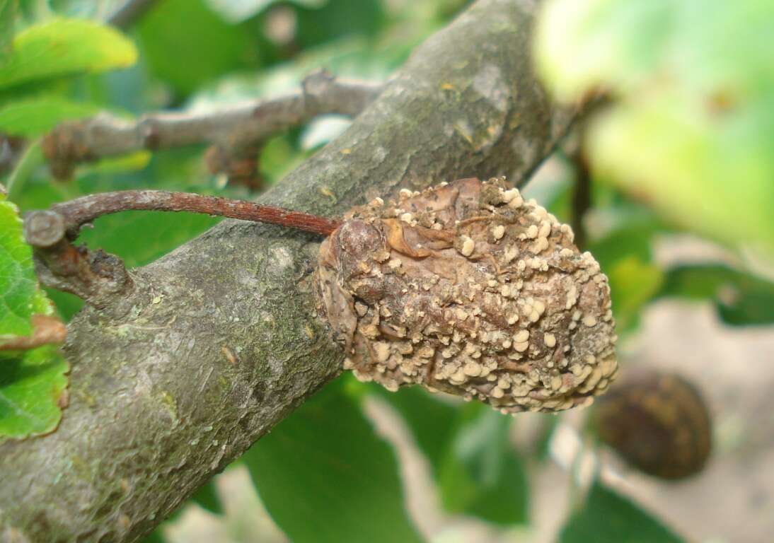 果產核盤菌的圖片