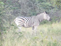 Image of Chapman's zebra