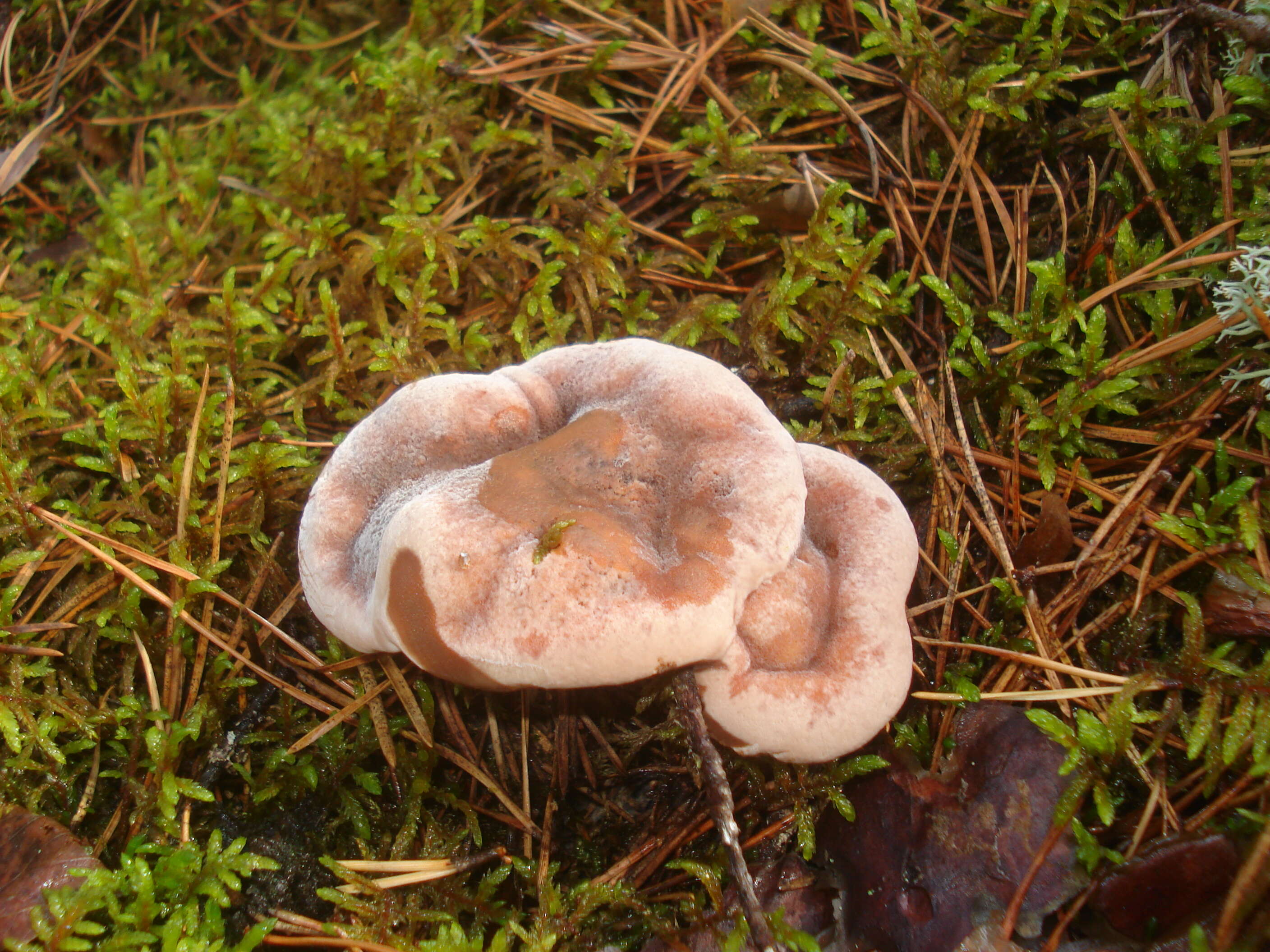 Image of Hydnellum peckii Banker 1912