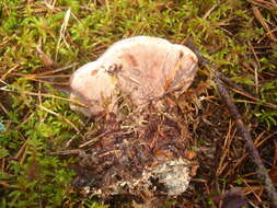 Image of Hydnellum peckii Banker 1912