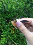 Image of Reddish Hermit