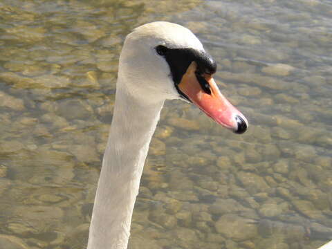 Image of Mute Swan