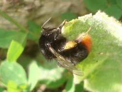 Image of Red tailed bumblebee