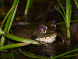 Plancia ëd Pelophylax saharicus (Boulenger ex Hartert 1913)