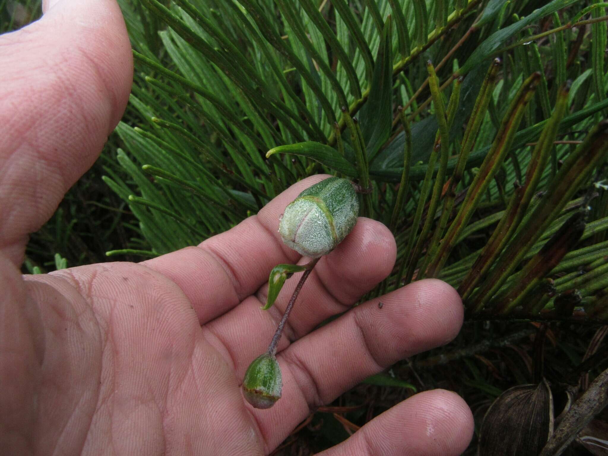 Image of Bomarea pauciflora (Kunth) Herb.