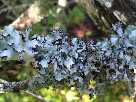 Image of Arnold's parmotrema lichen