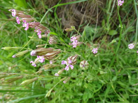 Image of Silene secundiflora Otth