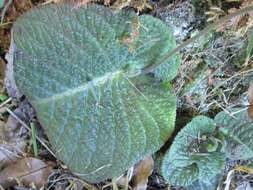 Image of Streptocarpus polyanthus Hook.