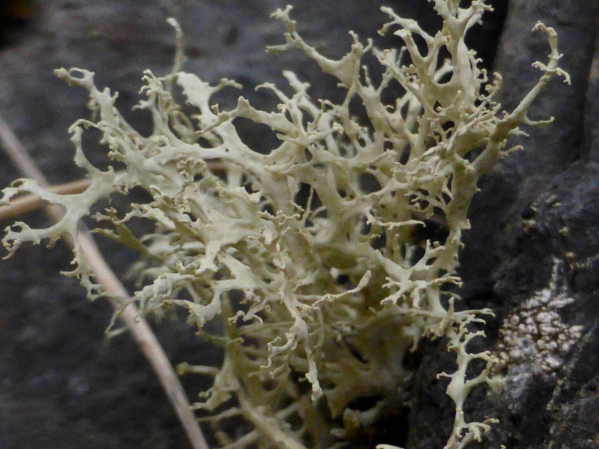 Image of <i>Ramalina scoparia</i> Vain.