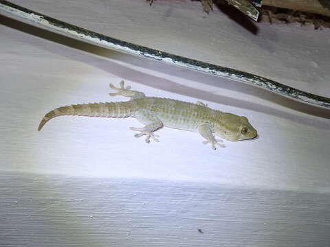 Image of African Wall Gecko