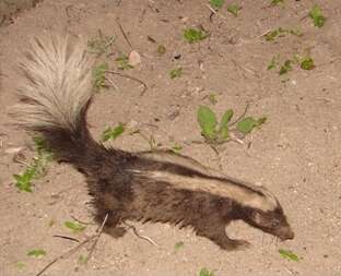 Image of Amazonian Hog-nosed Skunk