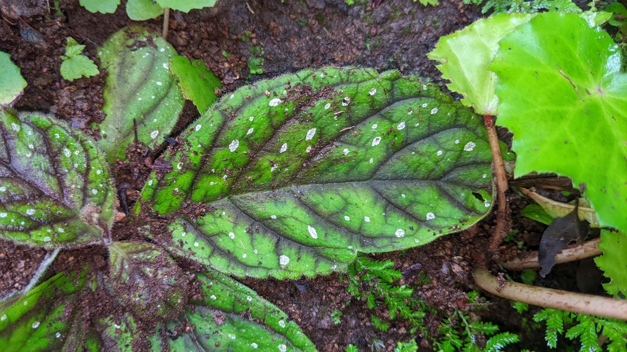 Image of Gloxinia erinoides (DC.) Roalson & Boggan