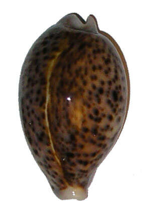 Image of panther cowrie