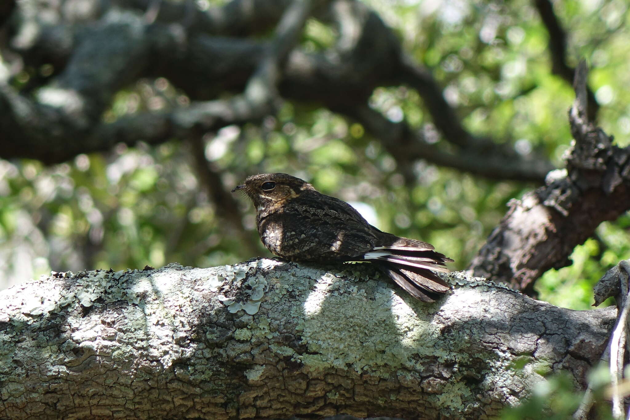 Слика од Caprimulgus madagascariensis Sganzin 1840